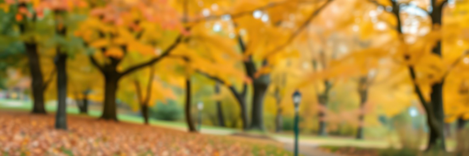 Colorful autumn foliage creates a serene atmosphere in a park during a sunny day